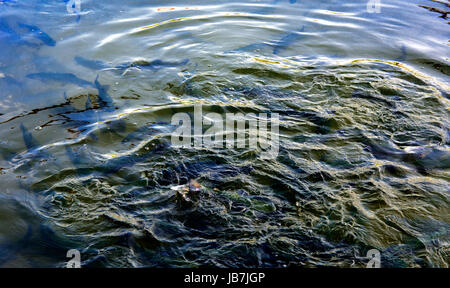 Eine Herde von Forelle schwimmend in einem seichten Fluss mit Kieselsteinen. Art der Fische von oben. Stockfoto