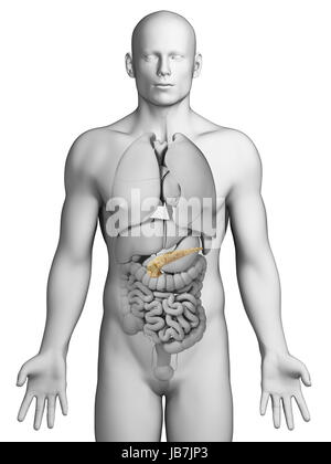 3D gerendert Illustration - Bauchspeicheldrüse Stockfoto