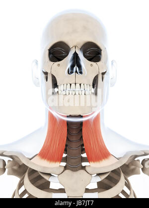 3D gerenderte Darstellung der Platysma Muskel Stockfoto