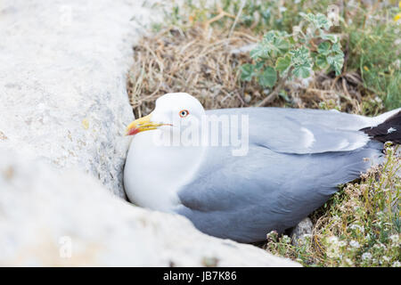 Eine Möwe seabird der Familie Laridae in der Unterordnung Lari sitzen auf Eier in einer felsigen Nest schützt ihr Nest von reifenquietschen. Stockfoto