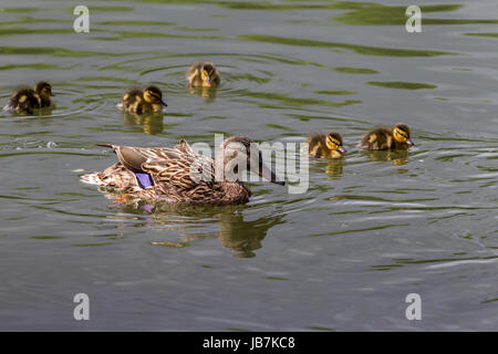 Stockente. Anas Platyrhynchos (Anatidae) Familie am See in Abington Park, Northampton. Stockfoto