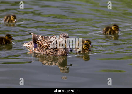 Stockente. Anas Platyrhynchos (Anatidae) Familie am See in Abington Park, Northampton. Stockfoto