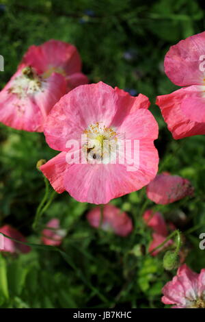 Biene schön Stockfoto