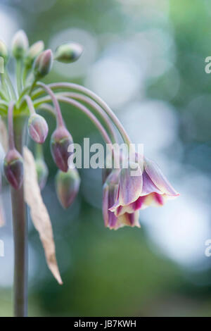 Nahaufnahme Bild des Sommers blühen Nectaroscordum Siculum Var Bulgaricum auch bekannt als bulgarische Honig Knoblauch Stockfoto