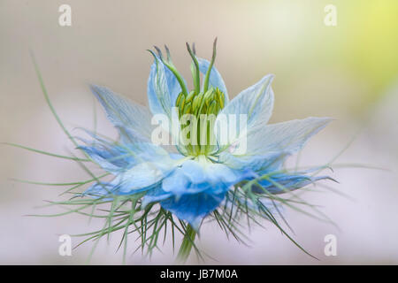 Nahaufnahme Bild das zarte blau, Love-in-a-mist Blume auch Nigella damascena Stockfoto