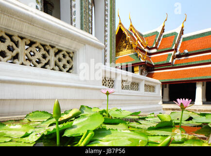 Lotus-Teich in Thai Tempel Stockfoto