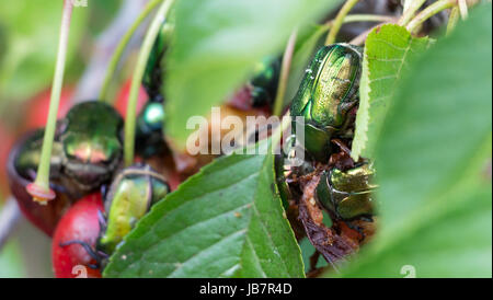 Fraktion der Grünen Früchte Käfer essen Kirschen. Stockfoto