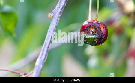 Eine grüne Frucht Käfer essen eine Kirsche mit dem Kopf im Inneren der Frucht. Stockfoto