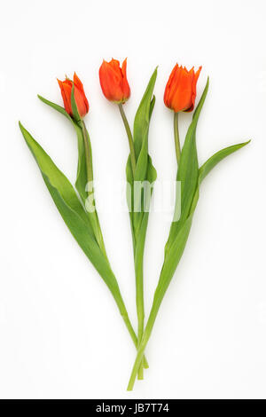 Drei orange Tulpen auf weißem Hintergrund Stockfoto