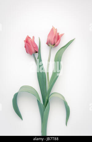 Zwei rosa Tulpen Stockfoto