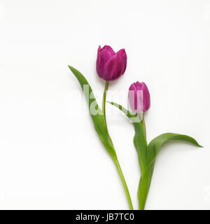 Zwei violette Tulpen auf einfarbigen Hintergrund Stockfoto