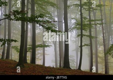 Buchenwald Im Nebel - Buchenwald im Nebel 02 Stockfoto