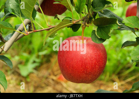 Apfel bin Baum - Apfel am Baum 09 Stockfoto