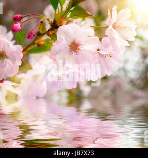 Nahaufnahme von Kirschblüten Mit Reflektion Im Wasser Und Warmem Licht Stockfoto