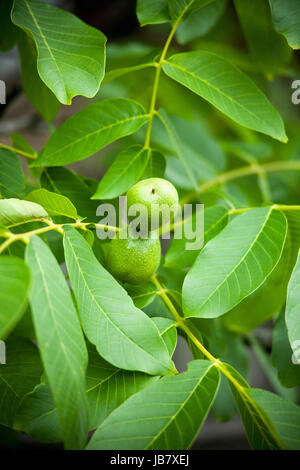 Grüne Walnüsse wachsen auf einem Baum Stockfoto