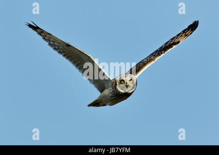 Short-Eared Eule Asio Flammeus im Flug und Jagd bei Tageslicht in Malacleit, North Uist, äußeren Hebriden Schottland Stockfoto