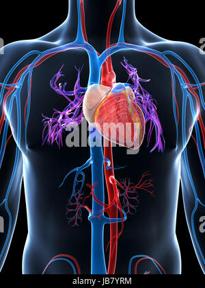 3D gerenderte Darstellung des menschlichen Gefäßsystems Stockfoto