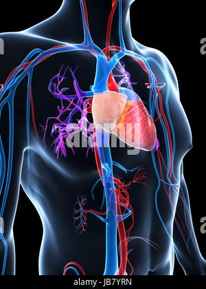 3D gerenderte Darstellung des menschlichen Gefäßsystems Stockfoto
