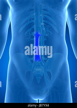 3D gerenderte Darstellung der Vena cava Stockfoto