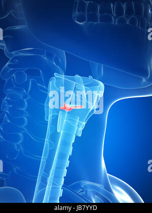 3D gerenderte Darstellung der Kehlkopf-Anatomie - Stimmbänder Stockfoto