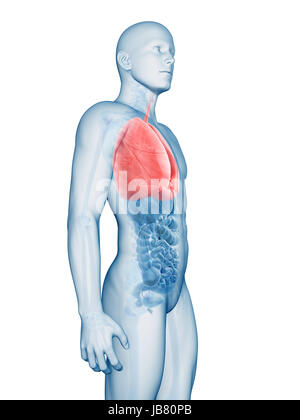 3D gerenderte Darstellung der männlichen Lunge Stockfoto
