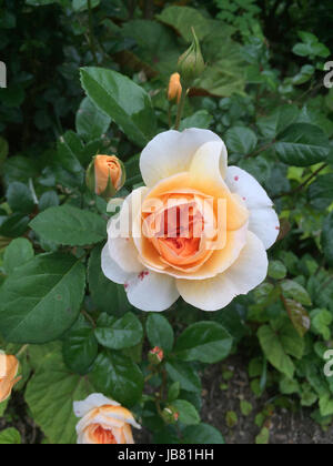 Zarte Pfirsich farbigen Rose in voller Blüte Stockfoto