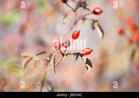 Wilde Beeren in Natur Hintergrund Stockfoto