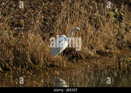 Silberreiher (Ardea Alba) bin Wuhlebecken in Berlin-Biesdorf Im Februar 2014. Stockfoto