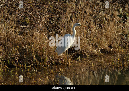 Silberreiher (Ardea Alba) bin Wuhlebecken in Berlin-Biesdorf Im Februar 2014. Stockfoto