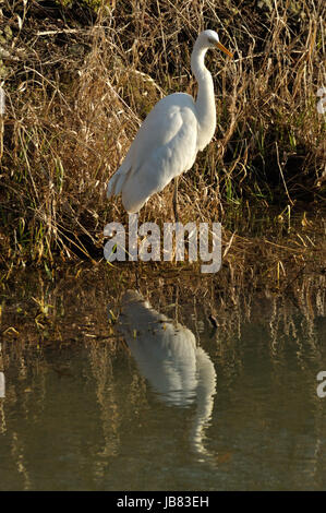 Silberreiher (Ardea Alba) bin Wuhlebecken in Berlin-Biesdorf Im Februar 2014. Stockfoto