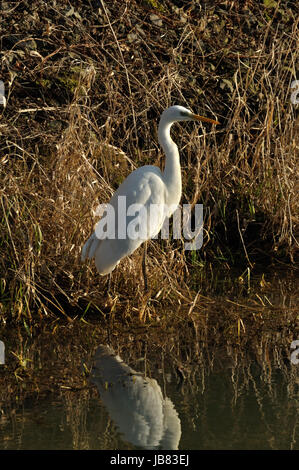 Silberreiher (Ardea Alba) bin Wuhlebecken in Berlin-Biesdorf Im Februar 2014. Stockfoto