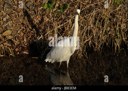Silberreiher (Ardea Alba) bin Wuhlebecken in Berlin-Biesdorf Im Februar 2014. Stockfoto