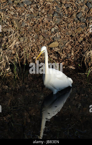 Silberreiher (Ardea Alba) bin Wuhlebecken in Berlin-Biesdorf Im Februar 2014. Stockfoto