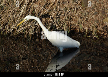 Silberreiher (Ardea Alba) bin Wuhlebecken in Berlin-Biesdorf Im Februar 2014. Stockfoto