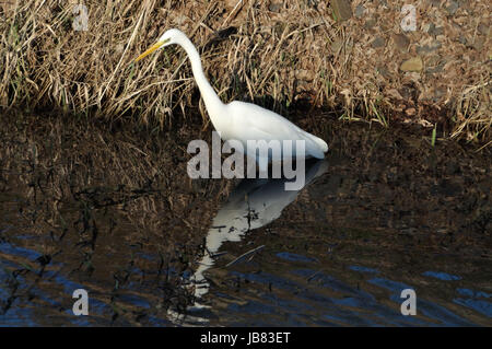 Silberreiher (Ardea Alba) bin Wuhlebecken in Berlin-Biesdorf Im Februar 2014. Stockfoto