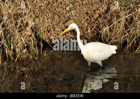 Silberreiher (Ardea Alba) bin Wuhlebecken in Berlin-Biesdorf Im Februar 2014. Stockfoto