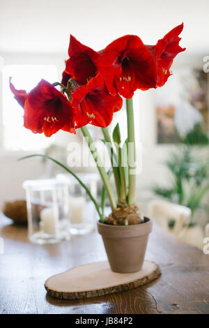 Rote Amaryllis in einem Topf im Innenbereich mit einem dekorativen Interieur Stockfoto