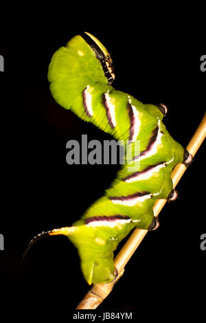 Acherontia Atropos Raupe auf schwarzem Hintergrund Stockfoto