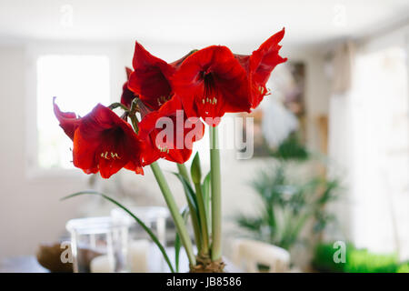 Rote Amaryllis in einem Topf im Innenbereich mit einem dekorativen Interieur Stockfoto