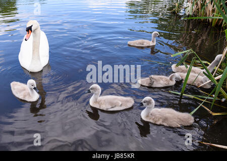 Weibliche Höckerschwan mit sechs 6 Cygnets schwimmen in einem See Stockfoto