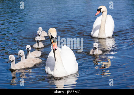 Männliche und weibliche Höckerschwäne mit acht 8 Cygnets schwimmen in einem See Stockfoto