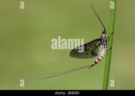 Green Drake Eintagsfliege Ephemera Danica männlich Stockfoto