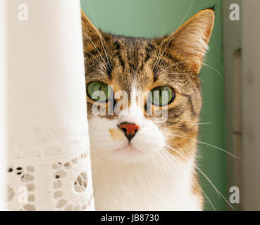 Schöne Katze versteckt sich hinter Zelt, grüne Wand auf der Rückseite Stockfoto