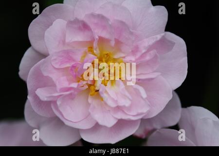 Makro Foto der Blüte der Heckenrose (Rosa Canina) Pflanze, blühende Anfang Juni, 2017. Exeter, Devon, Großbritannien. Stockfoto