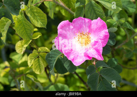 Essig-Rose, Essigrose, Apothekerrose, Apotheker-Rose, Gallische Rose, Gallica-Rose, Gallica-Rosen, Provins-Rose, Rose, Rosen, Rosa Gallica officinalis Stockfoto