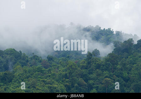 Nach einem schweren Regen aus dem Dschungel aufsteigenden Nebel Stockfoto