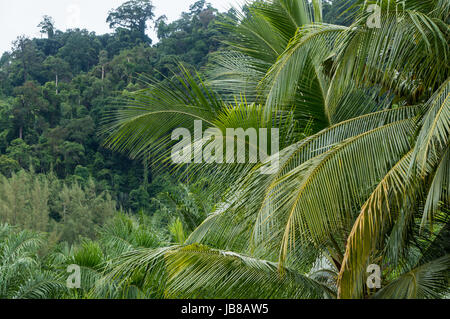 Baum Palmzweige und tropischen Dschungel im Hintergrund Stockfoto