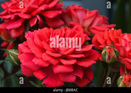 Nahaufnahme einer Gruppe von red rose Blumen im Garten im Sommer Stockfoto