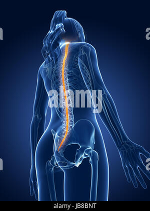 3D gerenderten medizinische Illustration - Rückenmark Stockfoto
