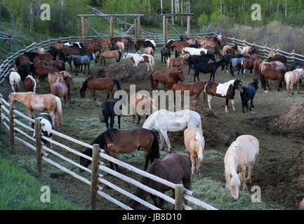 Reitpferde Fütterung in einem Gehege im Herzen sechs Ranch, Buffalo Valley Road, Wyoming, USA. Stockfoto